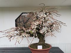 -香雪海
