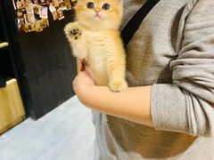 -欣宠猫屋·矮脚拿破仑·蓝金金渐层