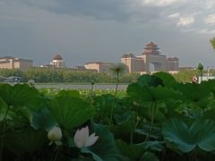 -莲花池公园