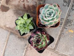 -中环花鸟鱼虫市场