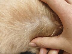 -爱佳宠物中心医院24H·CT·骨外科·猫专科(瑶海万达店)