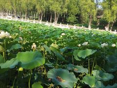 -莲花池公园
