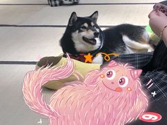 -逗柴咖啡屋·狗咖猫咖宠物桌游