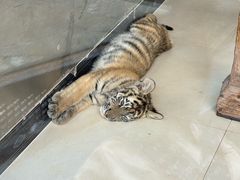 -大连森林动物园