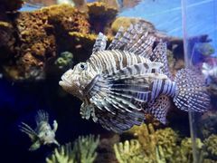 -上海海洋水族馆