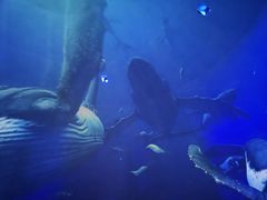-烟台海昌鲸鲨海洋公园
