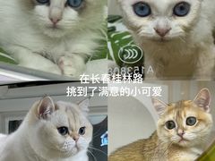 -青奢宠物·青奢猫舍