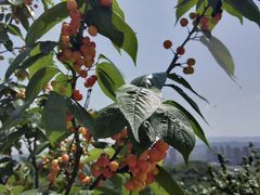 -铁山坪森林公园