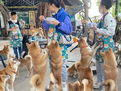 -柴犬高等学院·狗咖·柴犬售卖·宠物训练