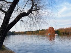 -上海共青森林公园