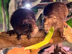 -正佳雨林生态植物园