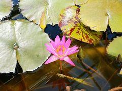 -国家植物园南园