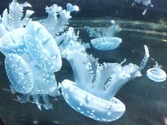 -石家庄海洋公园