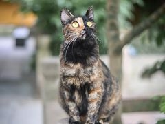 -龙华寺
