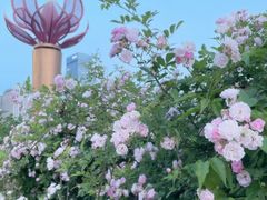-天鹅湖体育公园