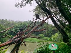 -广州长隆飞鸟乐园