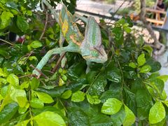 -广州长隆飞鸟乐园