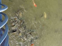 -武清南湖绿博园