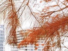 -春花秋色城市公园