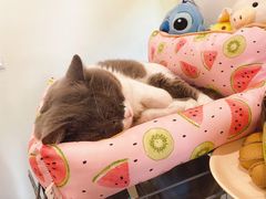 二饼-22cafe