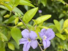 -华侨城湿地公园