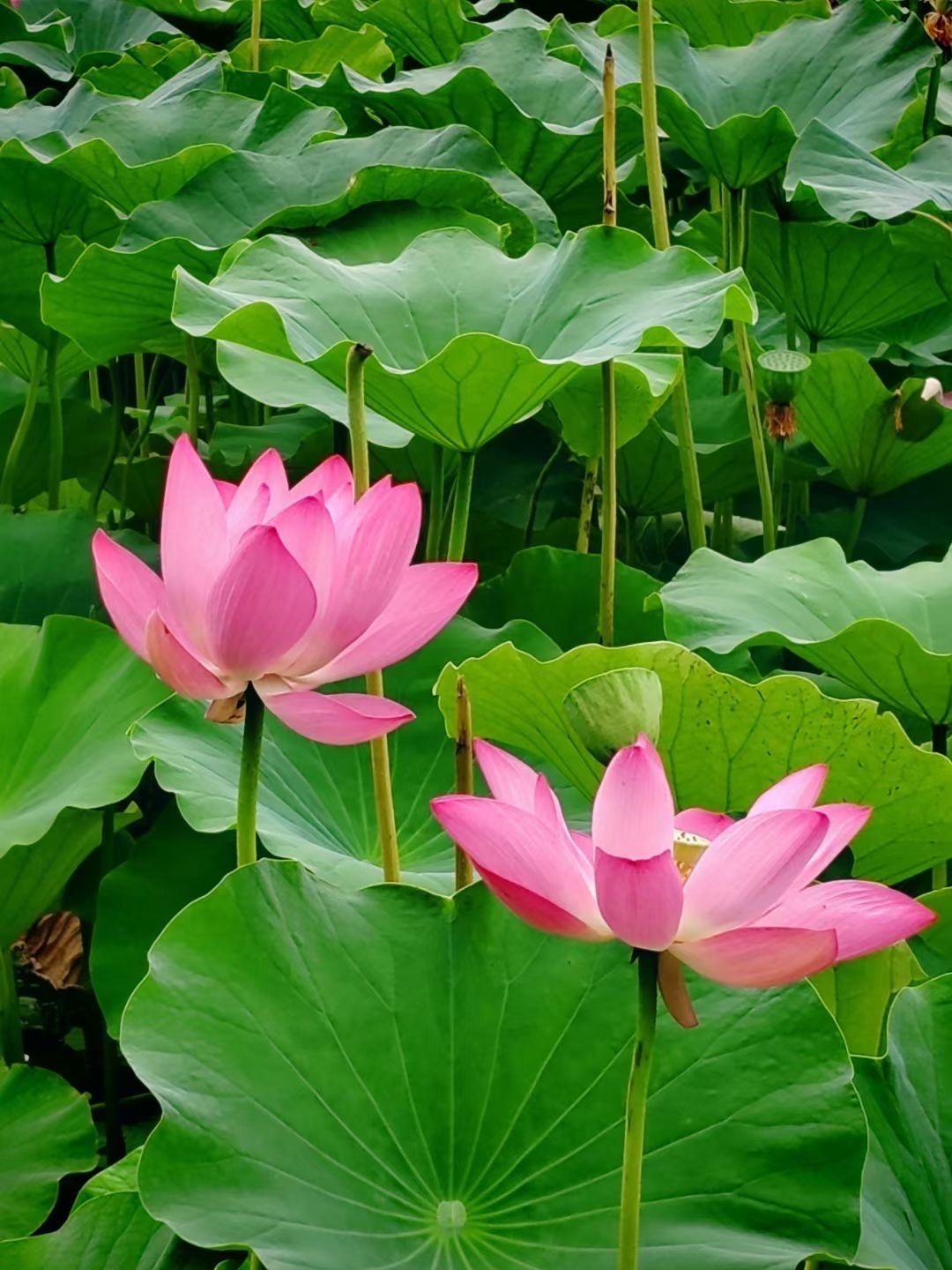 盛开的花朵 唯美清新