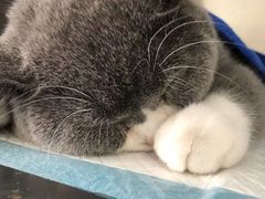 -宠颐生宠物医院·骨外科·犬猫全科诊疗中心(池州店)
