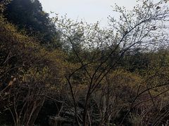-杭州植物园