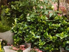 -双季花艺园艺市场(浦东店)