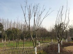 -上海长兴岛郊野公园