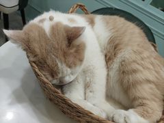 -安格丽娜·狗咖·猫咖羊驼咖(春熙路百盛商场店)