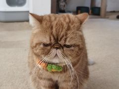 -猫友咖啡店(玉林西路店)