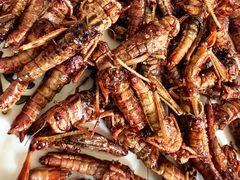 -蒙阴县光棍鸡店(蒙山店)