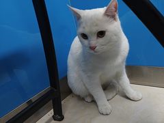 -康爱犬猫诊所·牙专科·骨外科·影像内科(丰宁店)