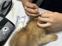 -乐琪宠物医院·犬猫专科·骨外科·急重症