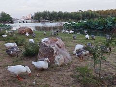 -长春市南湖公园