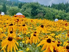 -武陵山森林公园