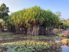 -中国科学院西双版纳热带植物园