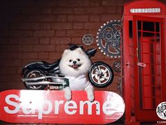 -超宠爱宠物摄影-Super pet
