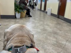 -美联众合动物医院·24h转诊中心