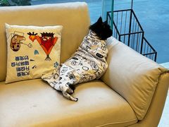 -瑞派申生动物医院·24H夜诊·国际动物医疗中心·骨外科(吴中路店)