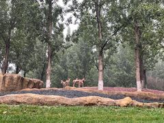 -北京野生动物园