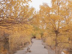 -金塔沙漠胡杨林景区