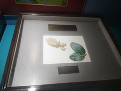 -上海昆虫博物馆