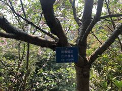 -南山植物园