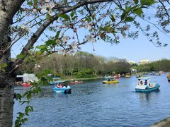 -上海共青森林公园