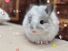 -龙猫仔乐园(惠福东路店)