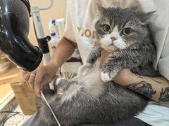 -momokira米努特·德文卷毛猫·棉花面纱犬