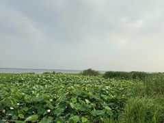 -七的湖·晚芳亭·阳澄湖农家菜·大闸蟹(莲花岛店)