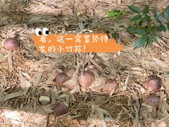 -宁波浙东大竹海景区